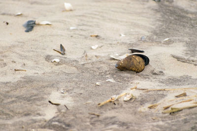 Close-up of bird on sand