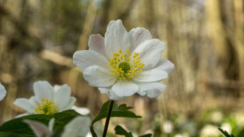 Close-up of white flowering plant