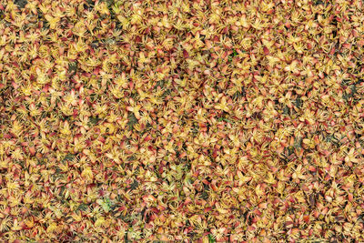 High angle view of dry leaves on field