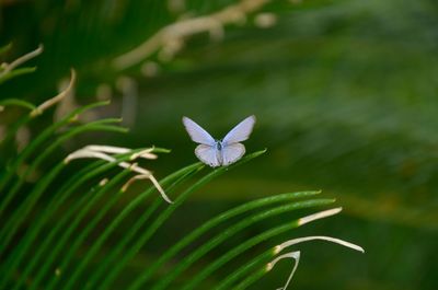 Close-up of butterfly perching on plant