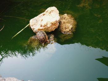 Reflection of trees in calm lake