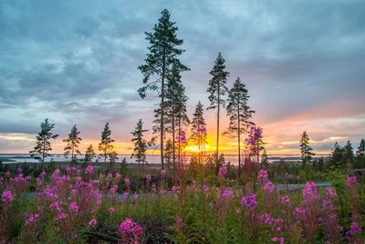 Purple flowers growing on field against sky