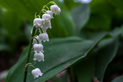 Close-up of white flowering plant