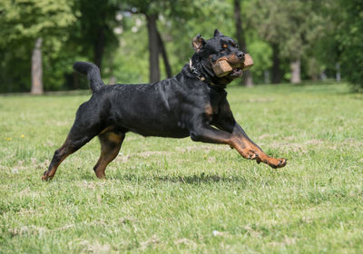 Black dog on field