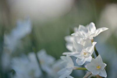 Close-up of white flowers blooming outdoors