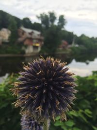 Close up of dandelion