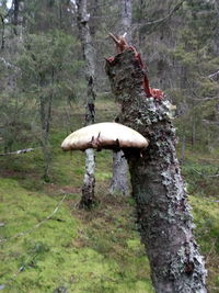 Close-up of bird on tree trunk in forest