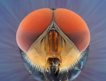 Close-up of an insect