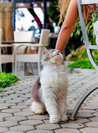 Cat sitting on footpath