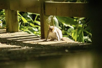 Portrait of a squirrel sitting