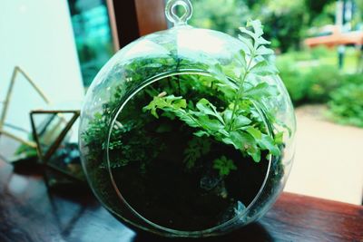 Close-up of potted plant on table