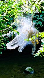 Close-up of leaf floating on water