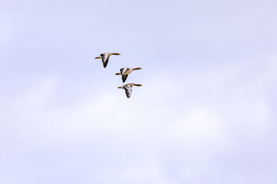 Three distinctive ducks in complete synchronous flight in a formation