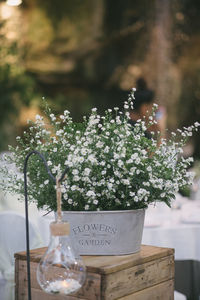 Close-up of potted plant against white wall