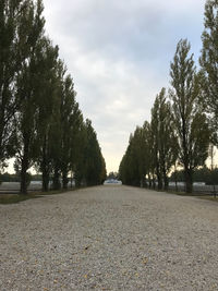 View of trees by road against sky