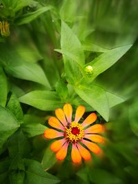 Close-up of yellow flowers