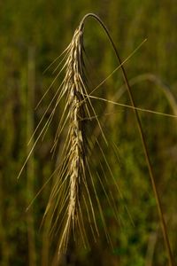 Close-up of wheat growing on field