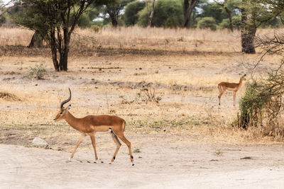 A some impala round taragire national park 