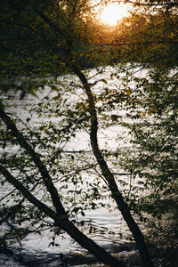 Close-up of tree by lake against sky