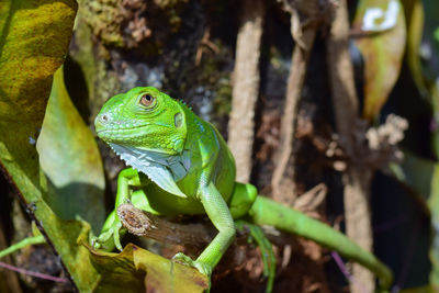 Close-up of green lizard on tree, green iguana