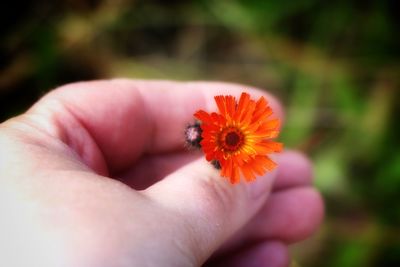 Close-up of hand holding flower