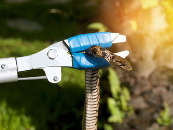 Close-up of snake held by work tool