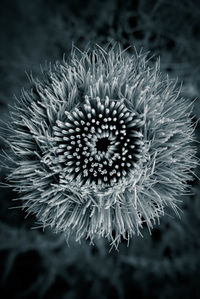 Close-up of flower