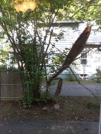 Trees and plants growing outside building