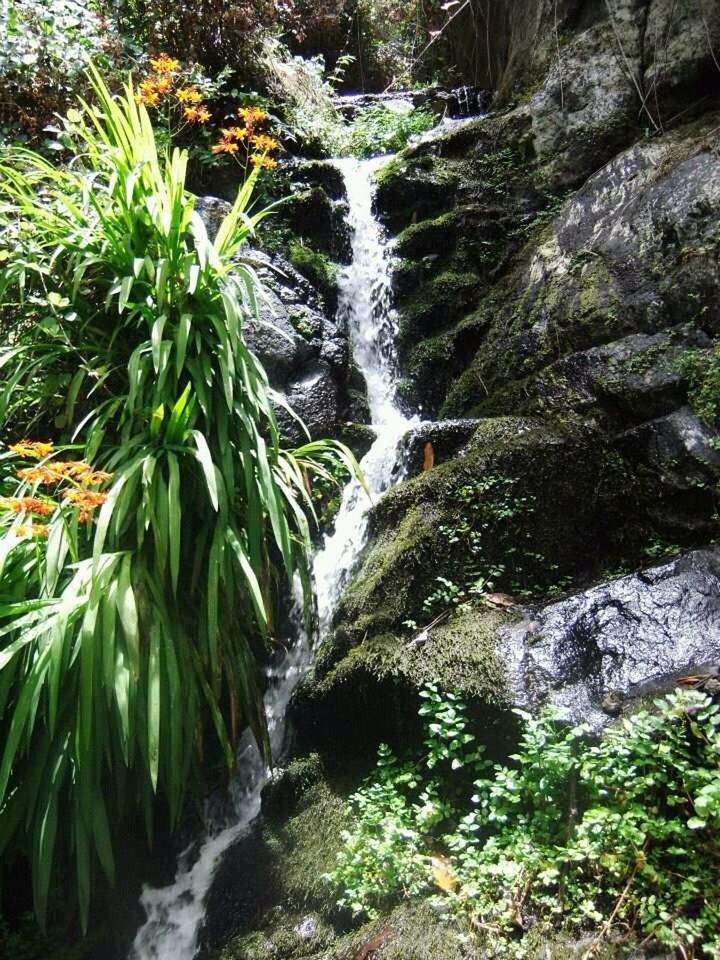 WATERFALL IN FOREST