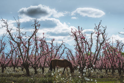 View of a tree in the field