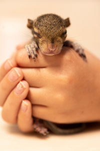 Baby squirrel being held