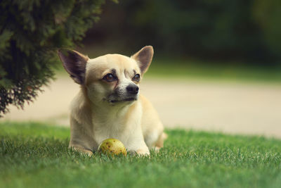 Close-up of dog looking away while sitting on grass