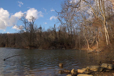 Scenic view of lake in forest