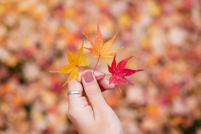 Cropped hand of woman holding maple leaves during autumn