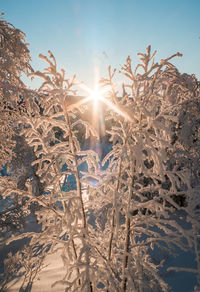 Sunlight streaming through frozen plants during sunny day