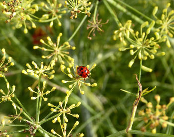 Close-up of insect on red flower