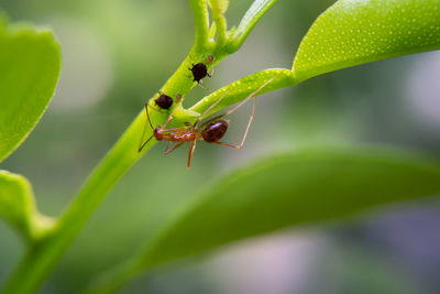 Close-up of ant on leaf