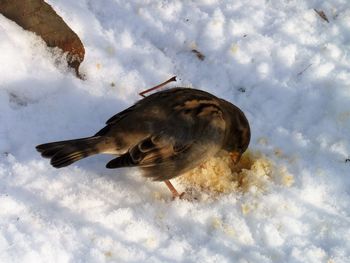 Seagull on snow