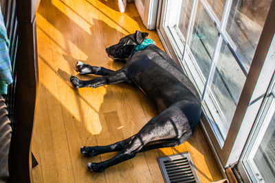 Close-up of dog lying down on floor