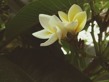 Close-up of white flowers