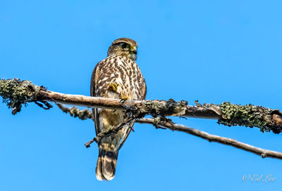 Young merlin eats a dragonfly
