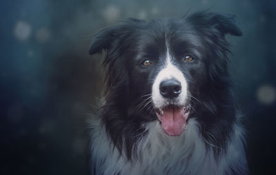 Portrait of border collie sticking out tongue