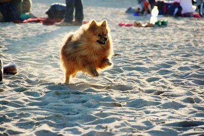 Brown pomeranian dog running on sand at beach