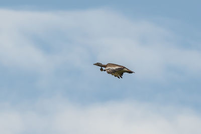 Low angle view of eagle flying in sky