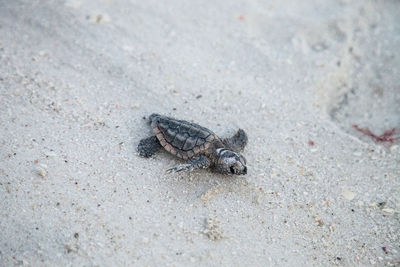 High angle view of crab on sand