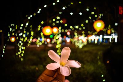 Close-up of hand holding flower at night