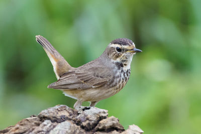 Close-up of bird perching