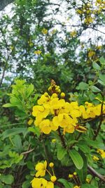 Close-up of yellow flowers blooming on plant