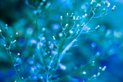 Close-up of blue flower