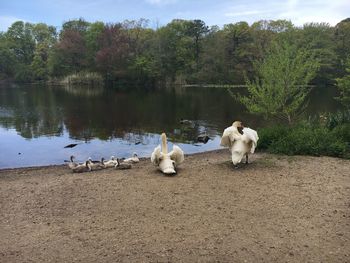 White dogs on lake against trees